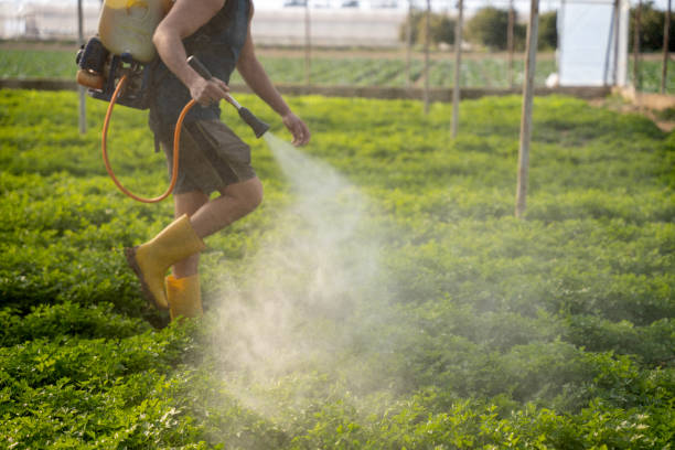 Best Pest Removal Services  in Bunkie, LA