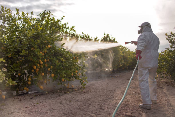 Trusted Bunkie, LA Pest Control Experts