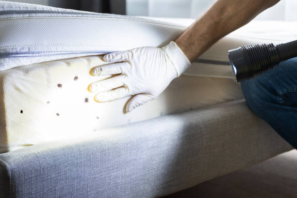 Best Insect Control  in Bunkie, LA
