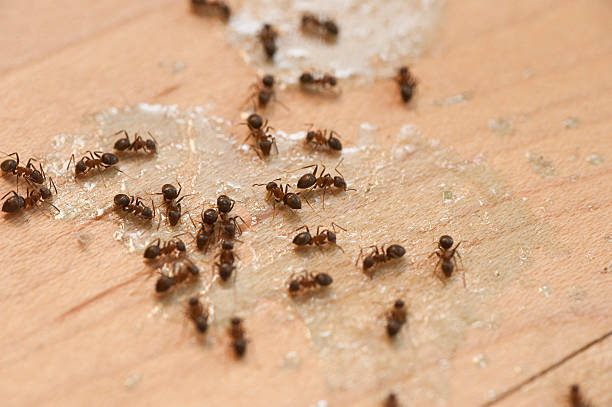 Best Wasp Removal Services  in Bunkie, LA